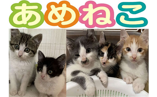 動物愛護ボランティアあめねこ